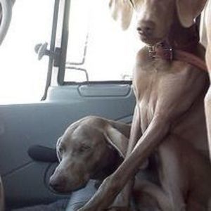 Meet your Posher, Ellie